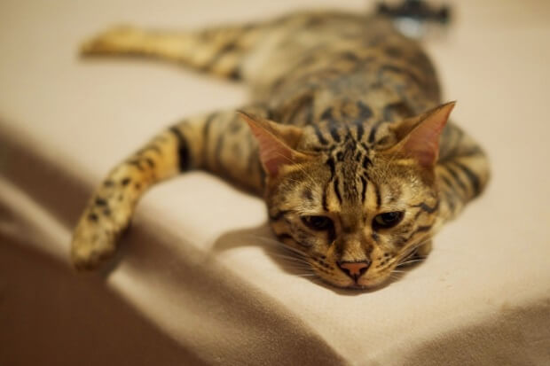 やりたいことがなく退屈しているベンガル猫